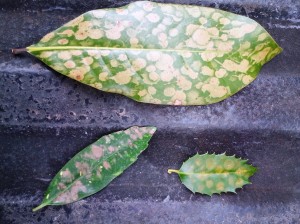 Holly Leaf Spot Fungus