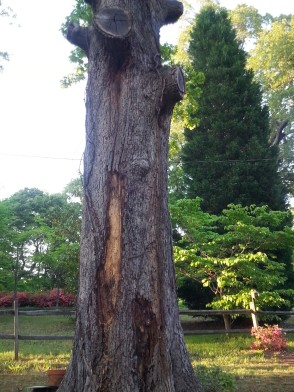 Trunk rot 1